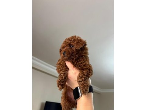 Red brown poodle yavrularımız yeni yuvasını arıyor