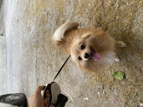Uygun puana sahiplendirilecek pomeranian boo