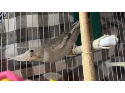 Sultan papağanı wifi kuşumuz