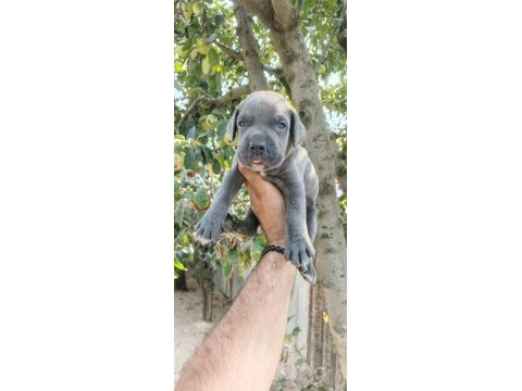Asalet ve güç bir arada blue cane corso yavruları