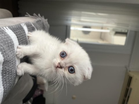 Acil sahiplendirme scottish fold