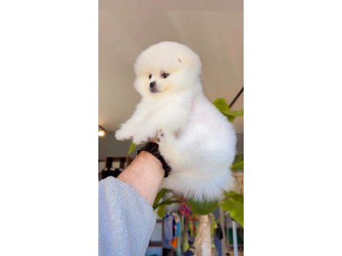 Pomeranian boo yavru