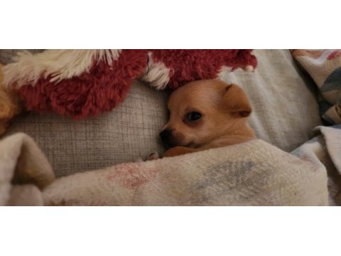 Orijinal elma kafa chihuahua yavruları bir dişi bir erkek