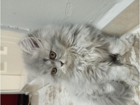 Oyuncu british longhair kızım yeni yuvasını arıyor