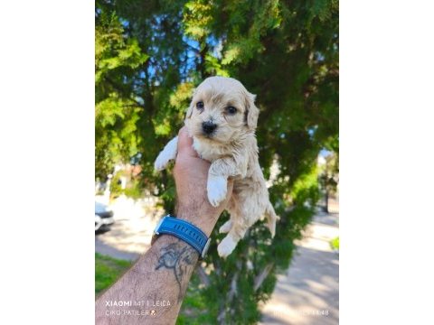 Maltipoo köpeği