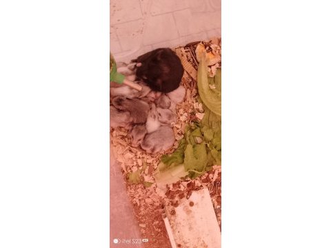 Erkek dişi hamste yavrular ve 6 haftalık büyük yavrular