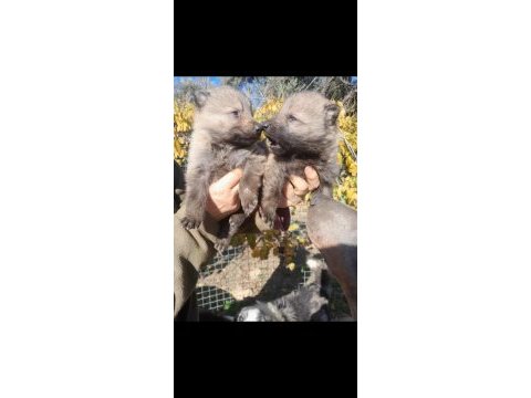 Wolf dog gerçek kurt