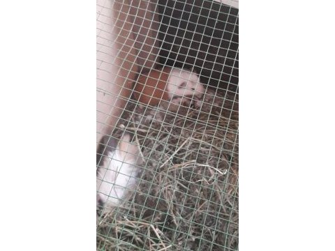 Sevimli guinea pig yavruları