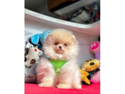 Sevimli pomeranian boo yavrularımız