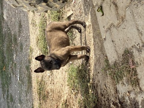 Irk ve sağlık garantili belçika kurdu yavrular