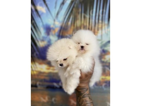 Pomeranian kar topları hazır