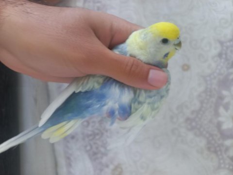 Yumurta / yavru alınmış çift muhabbet kuşu mor rainbow dişi