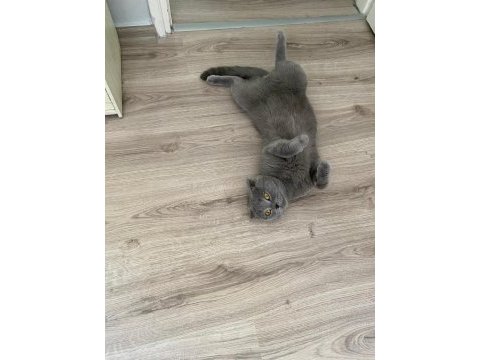 İş sebebiyle sahiplendirilecek scottish fold