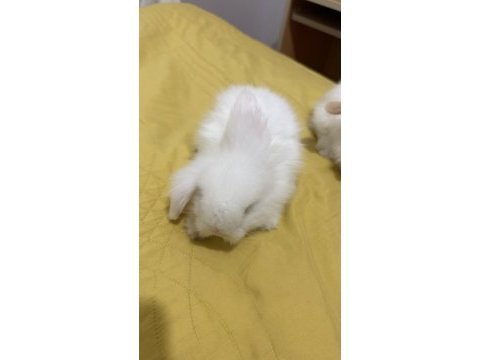 Yavru lop tavşanı 1 aylıklar