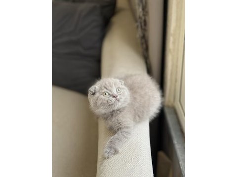 Top kafa insan canlısı scottish fold yavru