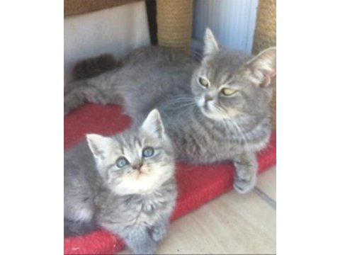 British shorthair ve scottish fold yavrular