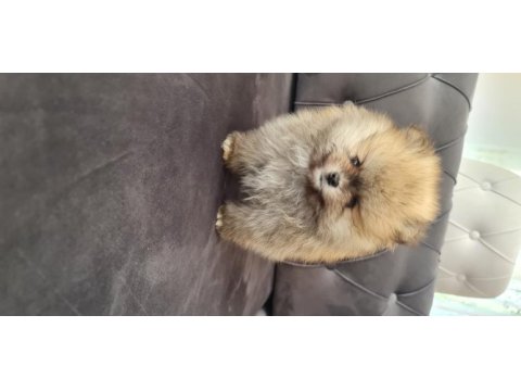 Show kalite pomeranian boo