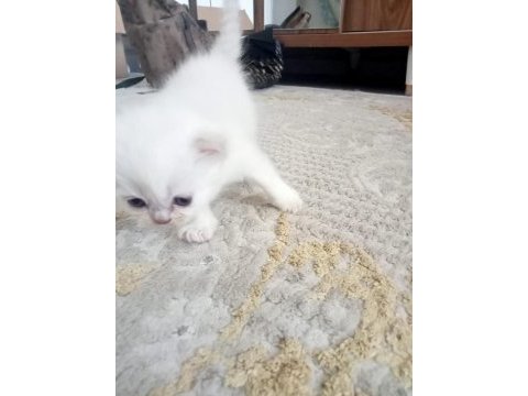 Scottish fold long hair yavruları