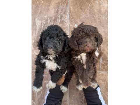Portekiz su köpeği çok şirin yavrular 