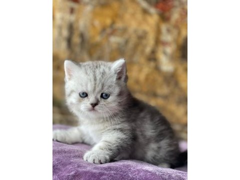 Full orjinal silver british shorthair bebek