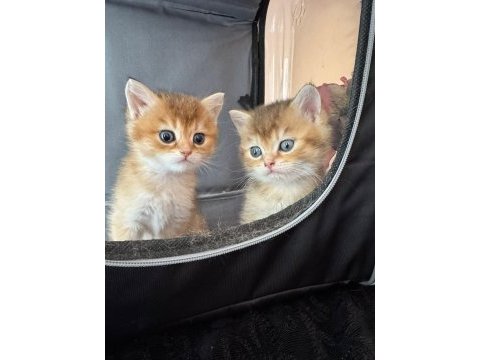 Golden british shorthair yavrular