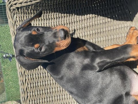Fcı şecereli muhteşem doberman yavrular