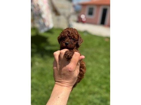 Safkan ve ırk garantili yavrularımız 