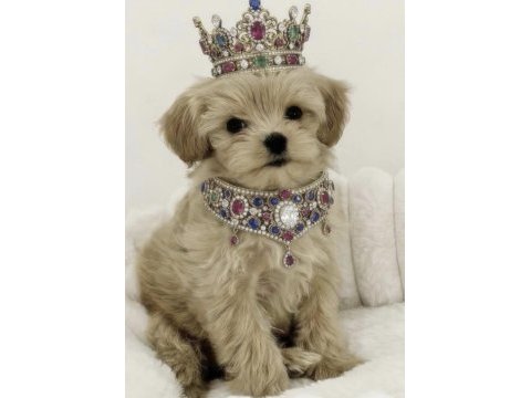 Maltipoo sultan