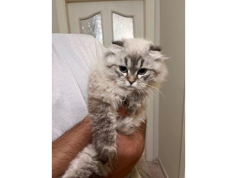 Blue point longhair 7 aylık kedimiz
