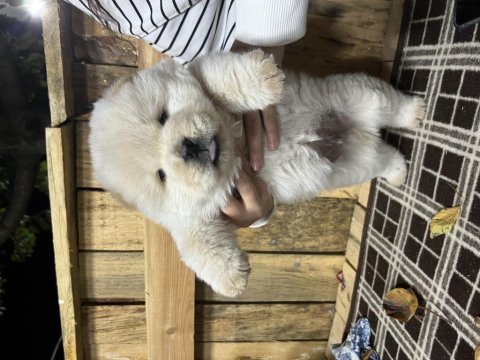 Türkiyenin en büyük chow chow çiftliğinden