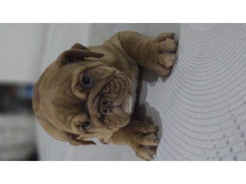 Sevimli ingiliz bulldog egzotik