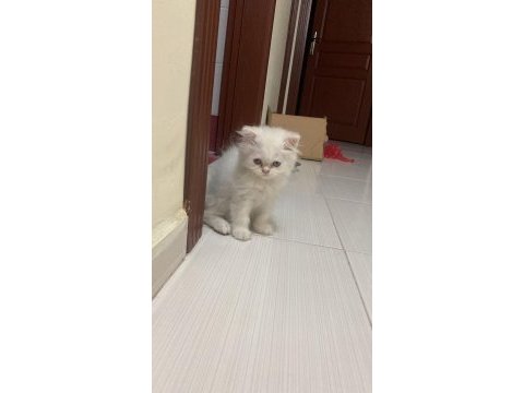 Dişi british longhair 4 aylık