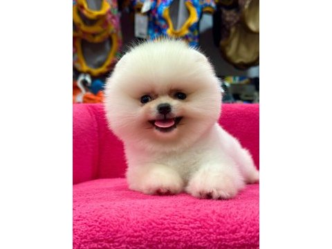 Pomeranian boo köpekler