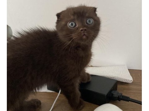 Oyuncu sevecen kahverengi kedimiz yuvasını arıyor