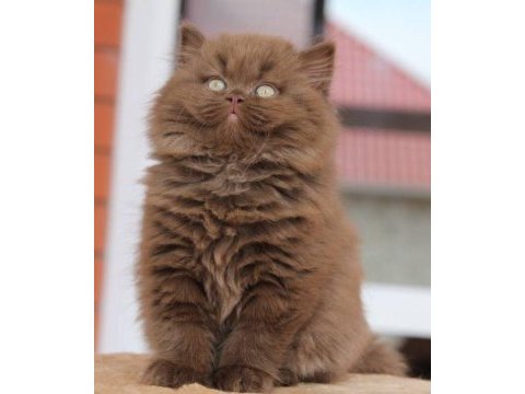 Cinnamon british longhair