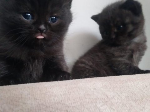 British shorthair yavrularımız