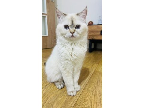 Aylık tuvalet eğitimi vardır 8 aylık kedimiz