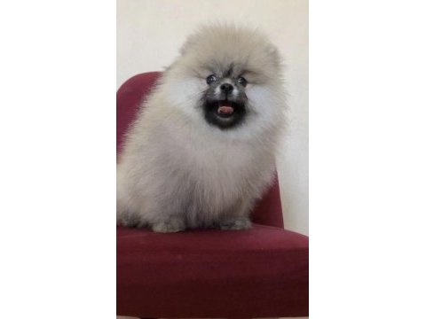 Üst kalite teddy bear pomeranian boo