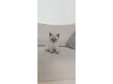 Son 2,5 aylık erkek british shorthair