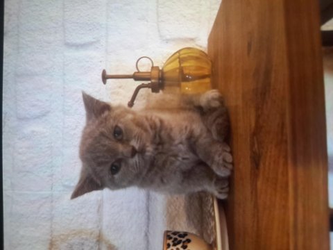 Peluş oyuncak güzelliğinde dişi yavrumuz antalya