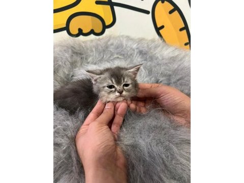British shorthair