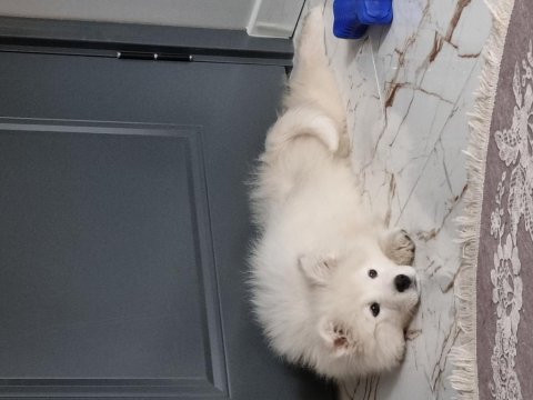 Safkan samoyed yavru