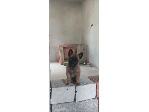 30 günlük ilk belçika kurdu has