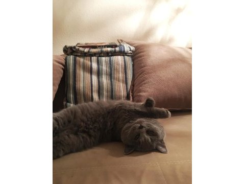 Erkek british shorthair