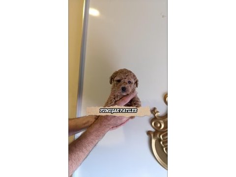 Toy poodle dişi ve erkek