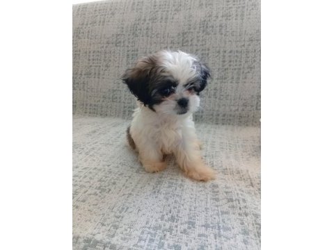 3 aylık shih tzu orjinal teacup yavru erkek