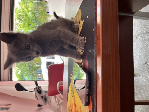 British shorthair dişi yavrumuz