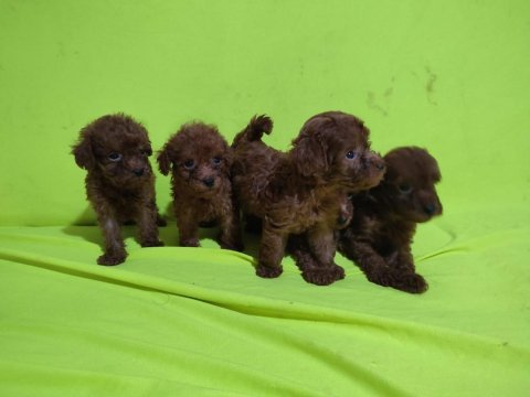 Toy poodle yavrular kaçırma
