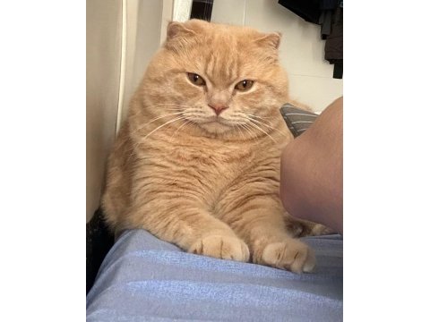 Scottish fold kedimize eş arama çiftleştirme