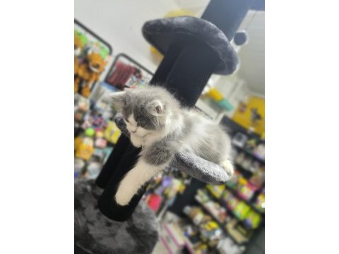 Bicolor british longhair